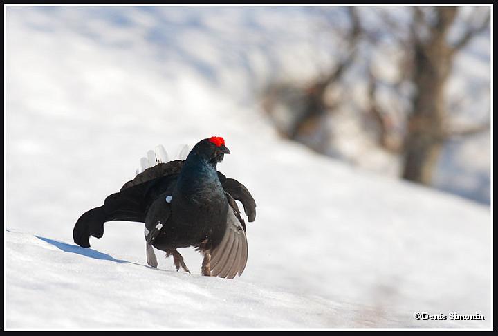 parade de tétras lyres sur neige